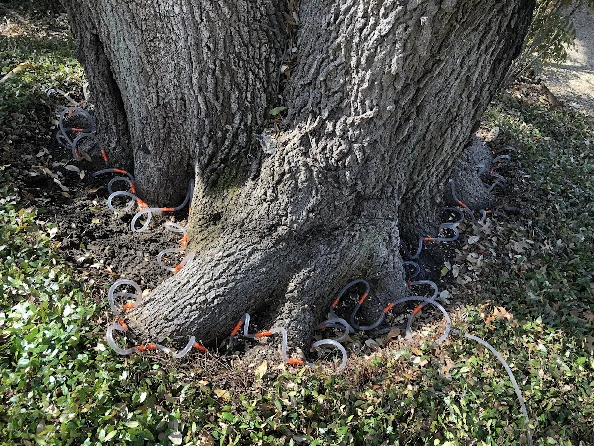 Detailed Tree Cabling and Bracing job site in Cottage Grove